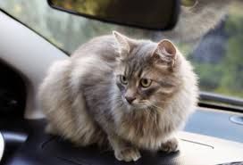 Cat sitting on a car dashboard