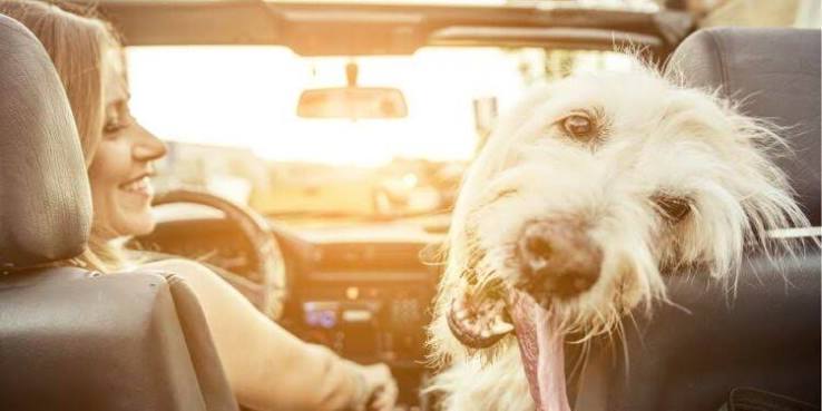 Cat Urine Odor Removal From Cars