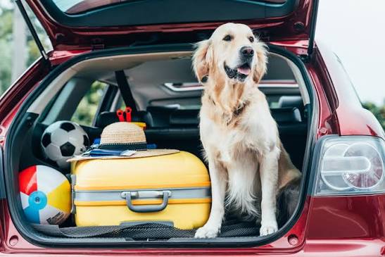 Golden retriever sitting in a car's cargo area